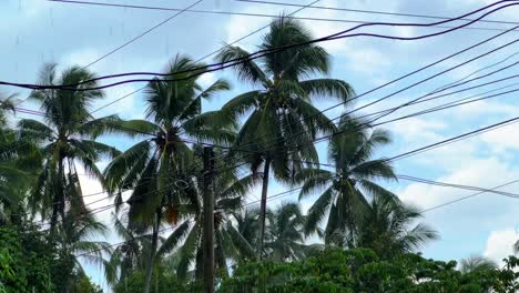coconut palm trees with tangled power lines during tropical rain. ideal for climate, infrastructure, urban nature, and documentary storytelling