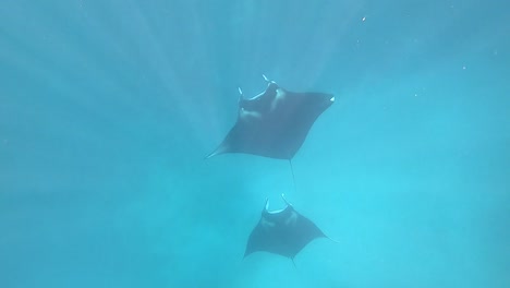 manta rays ascending from the depths of the sea in komodo park, indonesia