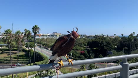 hawk protecting business from unwanted birds