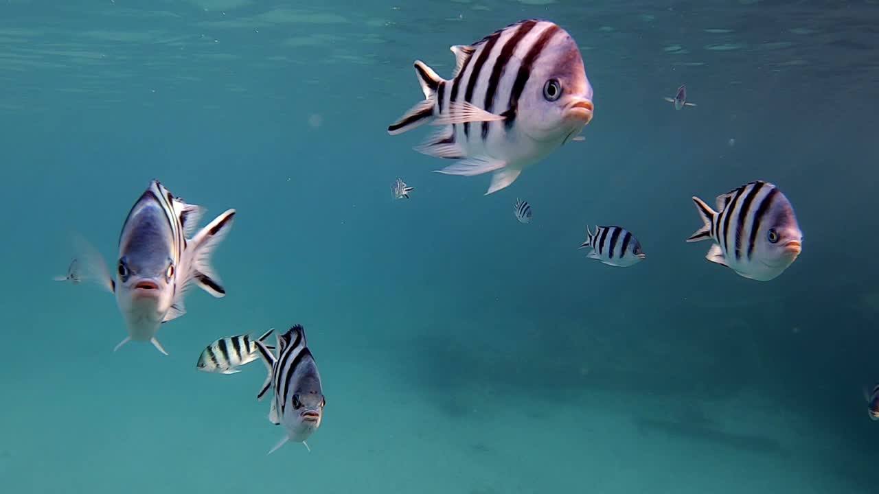 A School Of Scissortail Sergeants Swims Freely On The Deep Blue Ocean.-closeup shot