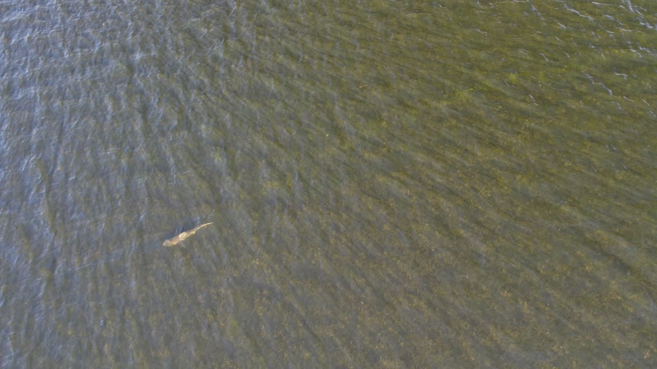플로리다 해안의 얕은 물만에서 수영하는 황소상어의 항공 영상