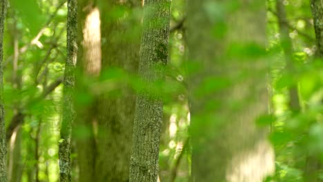 Beautiful-Pileated-Woodpecker-clinging-to-a-tree-and-taking-flight,-locked-off