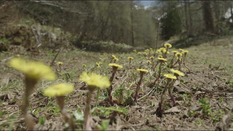 Frühlingsblumen-Blühen-An-Der-Seite-Eines-Berges