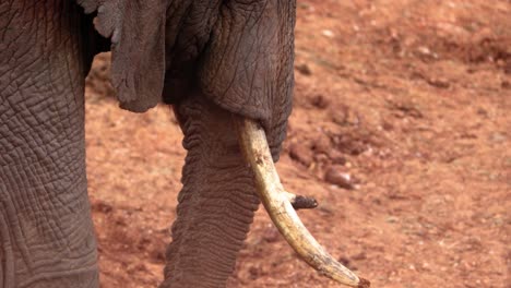 adult african elephant close-up of trunk and tusk in aberdare national park, kenya, africa