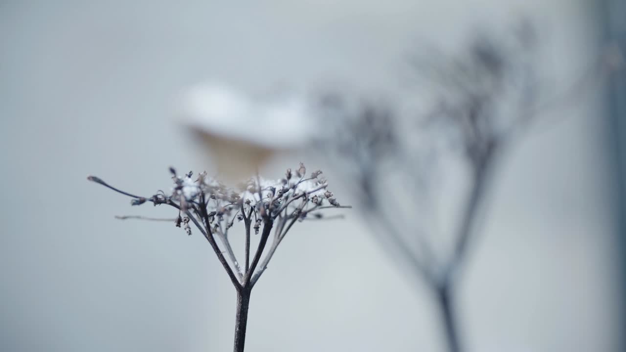 눈으로 인 건조한 식물의 근처