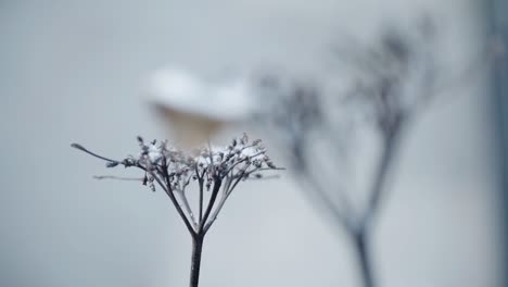 Cerca-De-Una-Planta-Seca-Cubierta-De-Nieve.