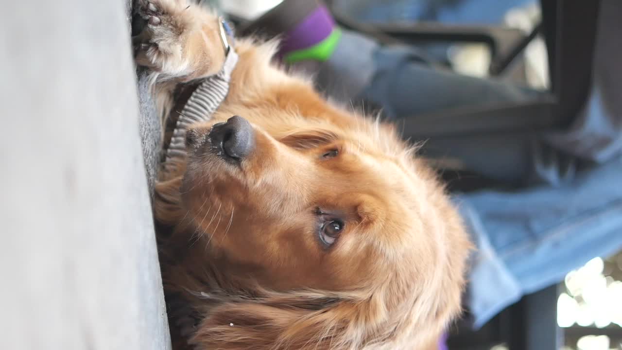 Golden Retriever Relaxing