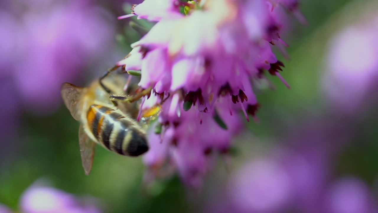 foto macro de una abeja hambrienta buscando polen en una flor de color púrpura durante la luz del sol brillante en el desierto