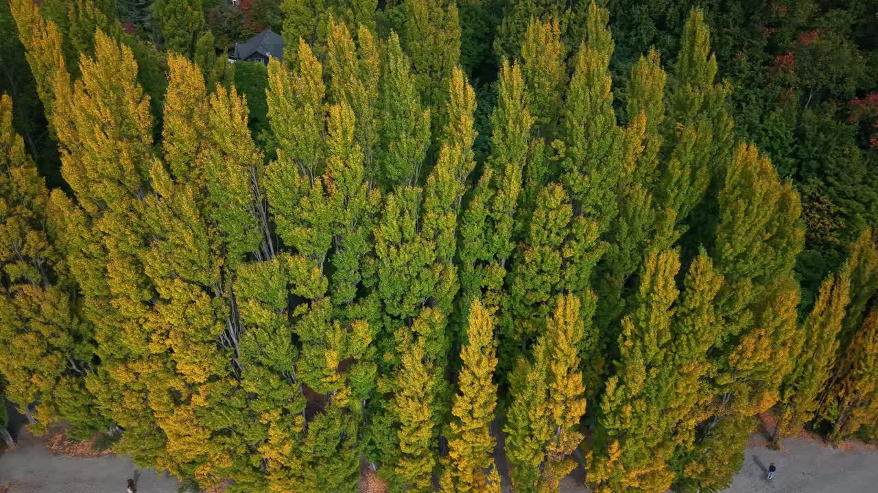 Alberi autunnali vicino al lago Wanaka, vista panoramica, atmosfera serena, Nuova Zelanda