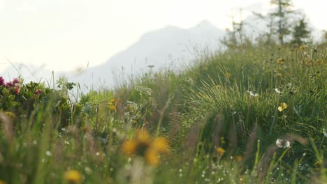 Mountainbiker-Radelt-Durch-Blumen-Und-Hohes-Gras-In-Die-Eine-Und-Dann-In-Die-Andere-Richtung