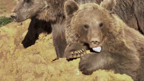 Close-up-of-brown-bears-resting-on-a-ruck-during-sunset