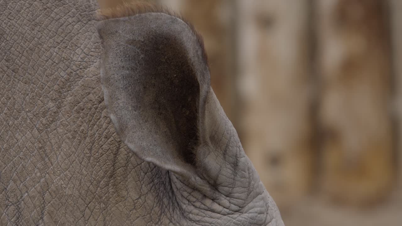 primer plano de oreja de rinoceronte blanco hasta cámara lenta
