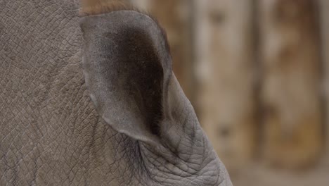 white-rhinoceros-ear-closeup-up-slow-motion