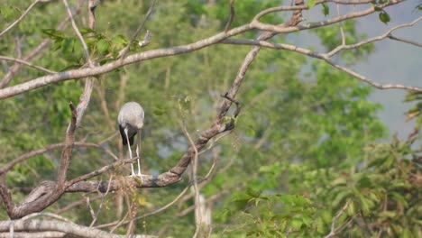 Storchvogel-Im-Baum,-Der-Auf-Nahrung-Wartet