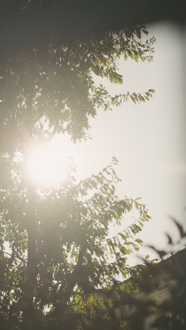 나뭇가지 사이로 비치는 햇빛, 밝은 역광과 렌즈 플레어, 황금빛으로 반짝이는 나뭇잎과 가지, 부드러운 바람에 나뭇잎이 흔들리는 듯한 느낌, 부드러운 뒷마당 자연 풍경