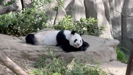 panda gigante folívoro, ailuropoda melanoleuca tomando una siesta después de un gran festín de deliciosos bambúes en el zoológico de singapur, reserva de vida silvestre mandai, sudeste asiático