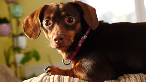 little dachshund relaxing on sofa