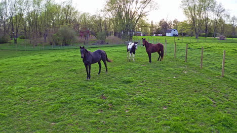 Aerial-View-of-Horses-in-Field