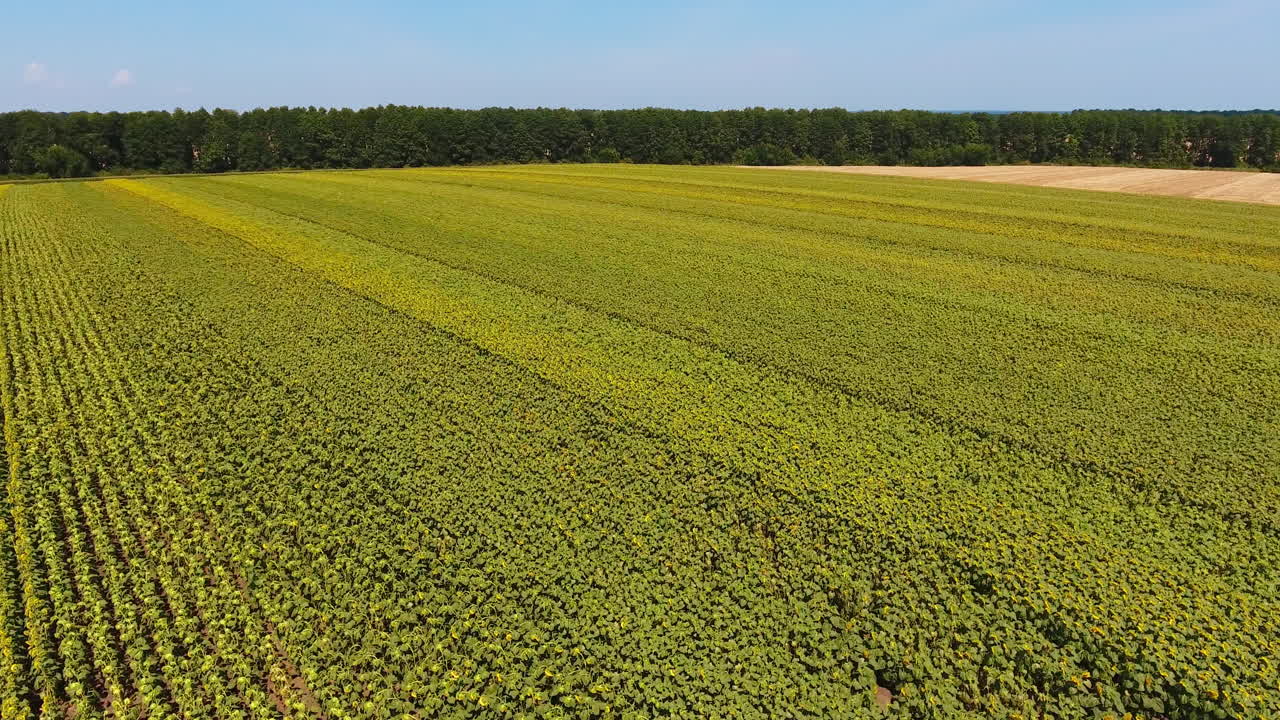 Agribusiness field of sunflowers that are no longer in bloom. Seed flower plantation next to the wheat field. Green trees and blue sky at backdrop.