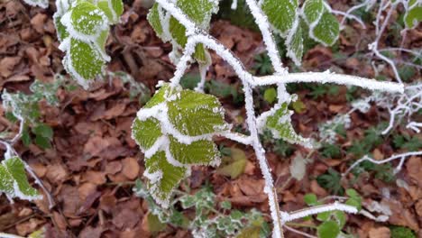 green leaves covered in snow and ice moving in the wind