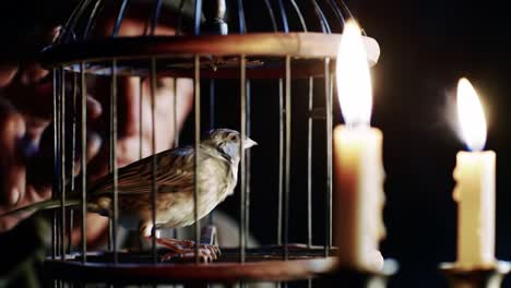 a captivating moment: a bird in a cage illuminated by candlelight, revealing intriguing details of its natural beauty and surrounding atmosphere