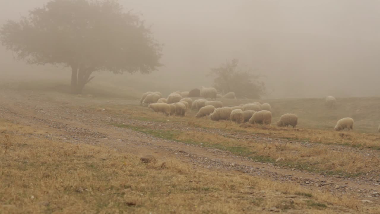 ovejas en un prado de niebla