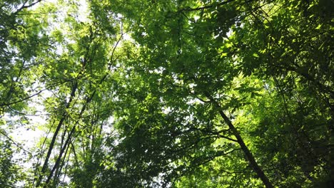 sun shine through the tree green leaves slow motion