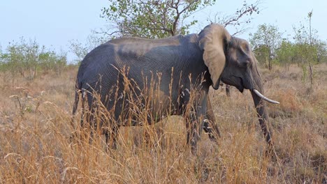 african elephant walks through the tall grass on the savannah of africa