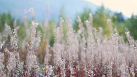 beautiful bed of cotton like flowers with trees from woods in the blurred background in summer