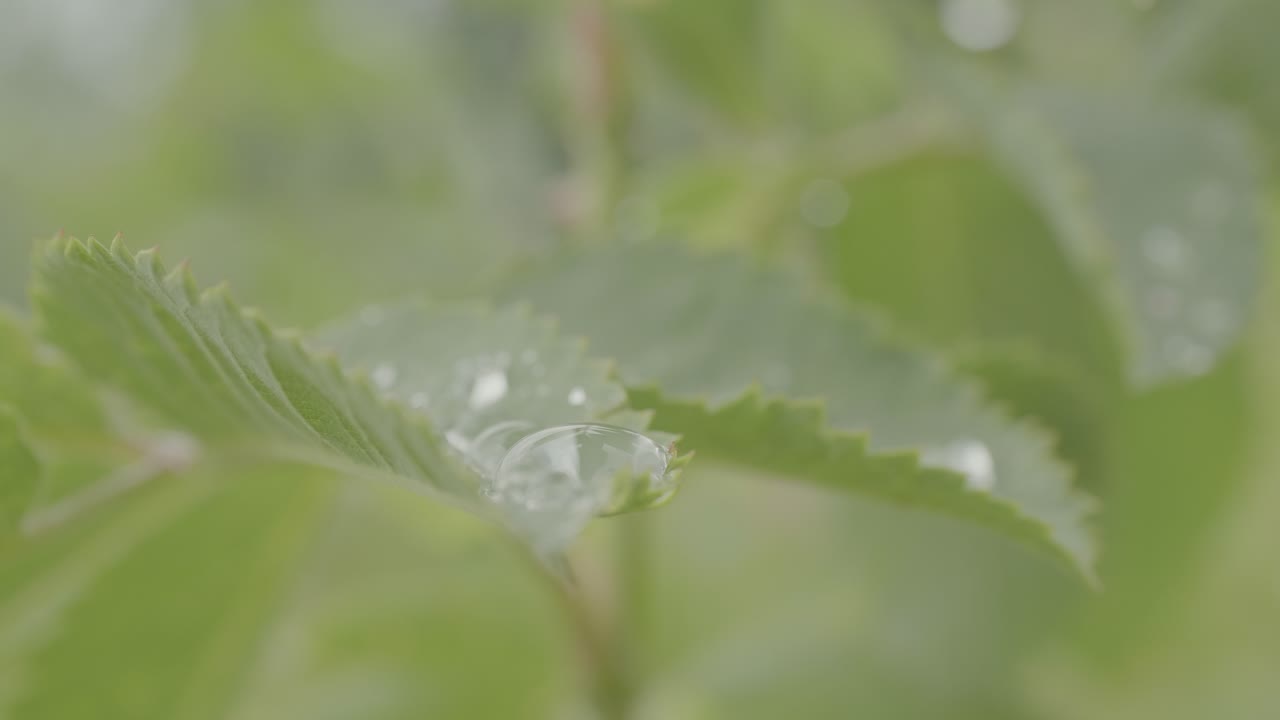 Tautropfen und Blasen auf einem Blatt