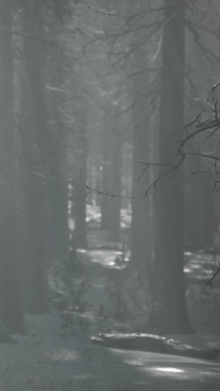 Mystical forest shrouded in fog creates an enchanting atmosphere at dawn