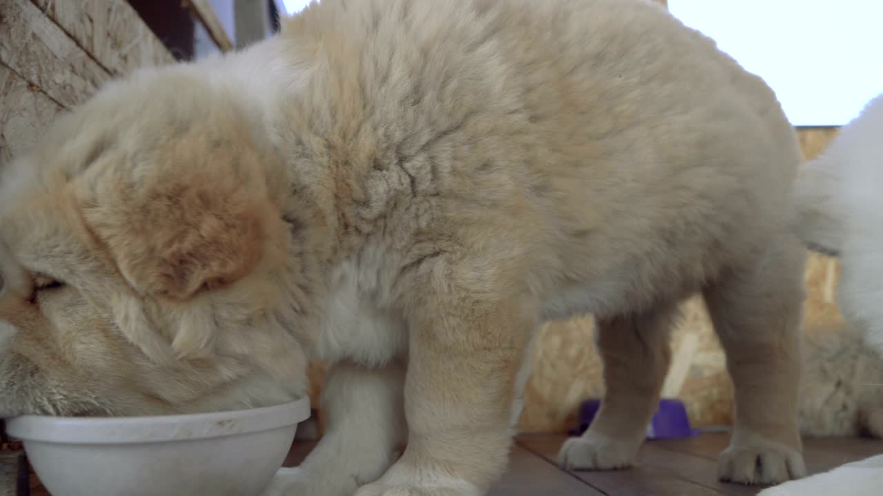 알라바이 품종의 강아지