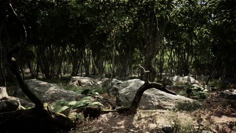 Roots-of-a-tree-in-a-misty-forest