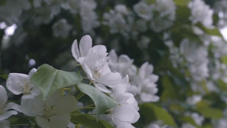 white flowers blooming in front of a city building