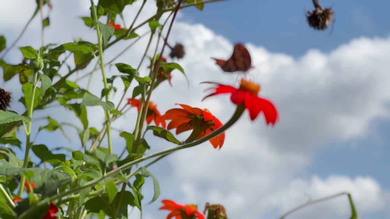 Two butterflies sitting on a flower