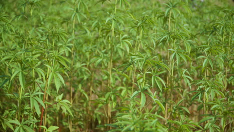 bamboo tree saplings treetops close-up in japanese plantation - orbit shot