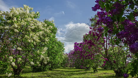 Weiße-Und-Violette-Buschpflanzen-Blühen-Im-örtlichen-Garten,-Fusionszeitraffer