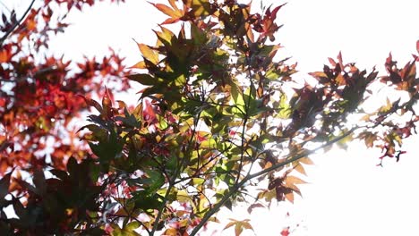 Fall-leaves-with-a-lens-flare-shining-through-on-a-sunny-fall-day