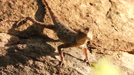 lagarto esperando orar.