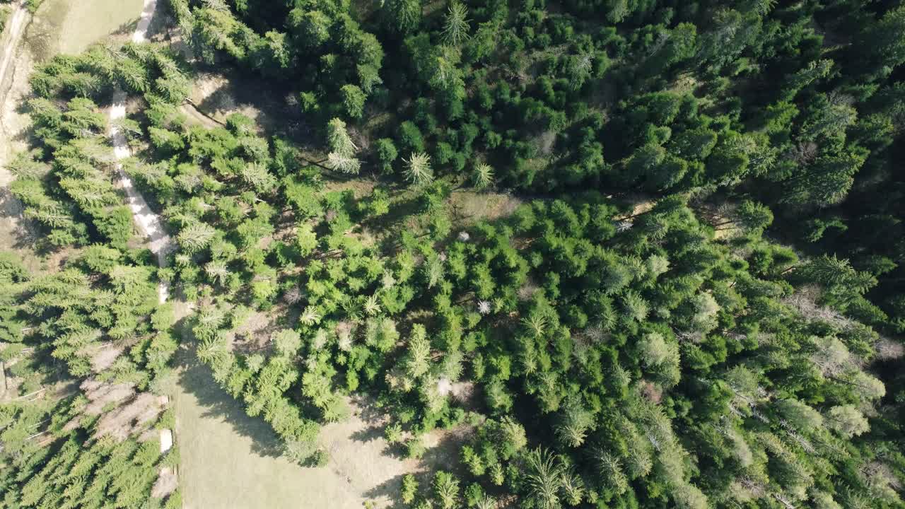 imágenes de aviones no tripulados volando sobre el bosque de pinos verdes y la carretera de senderismo de montaña