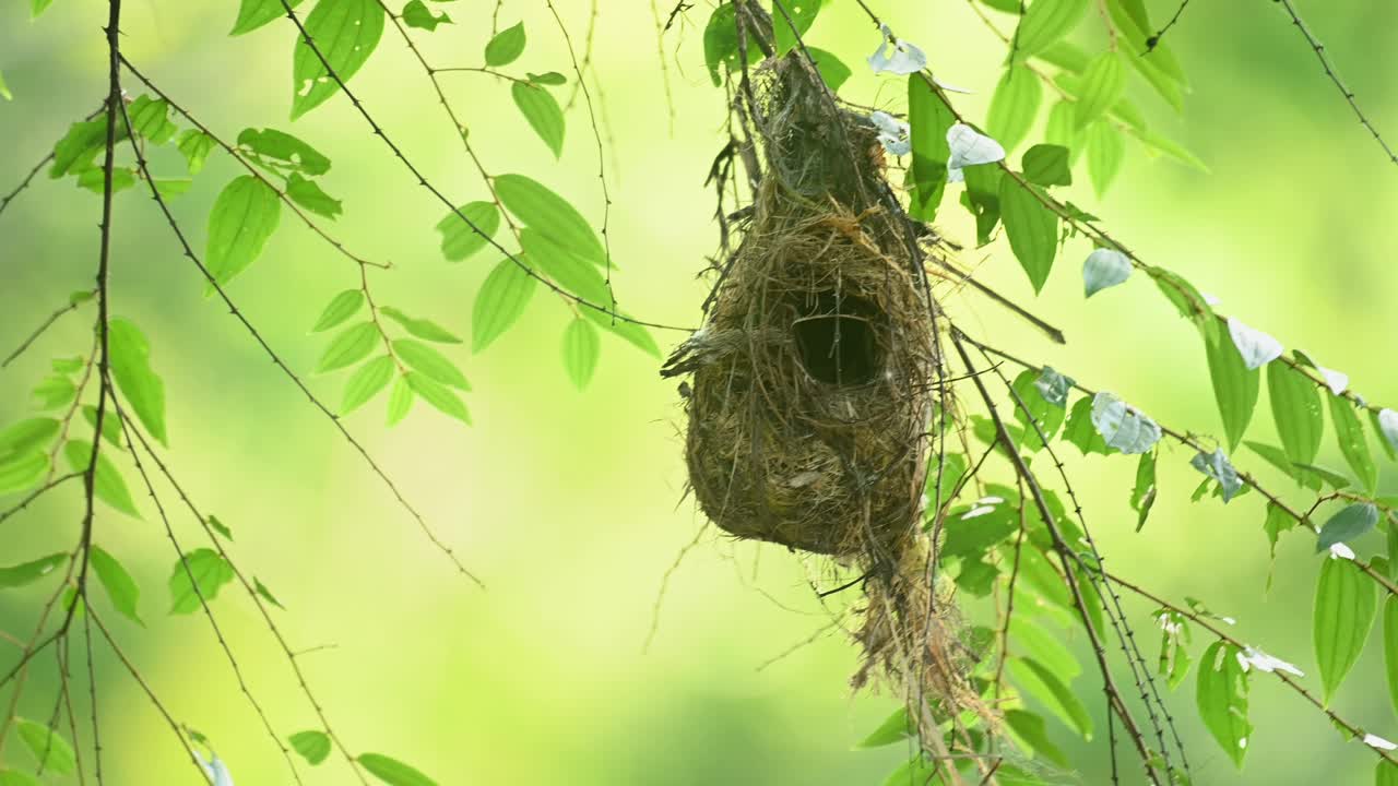 Beccolargo dal petto argentato, Serilophus lunatus, Parco Nazionale di Kaeng Krachan, Patrimonio dell'Umanità UNESCO, Thailandia.