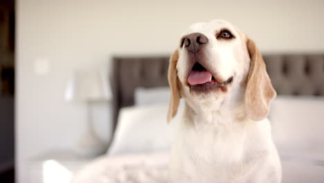 Un-Beagle-Sentado-En-La-Cama-Mirando-Hacia-Arriba-Con-La-Boca-Abierta