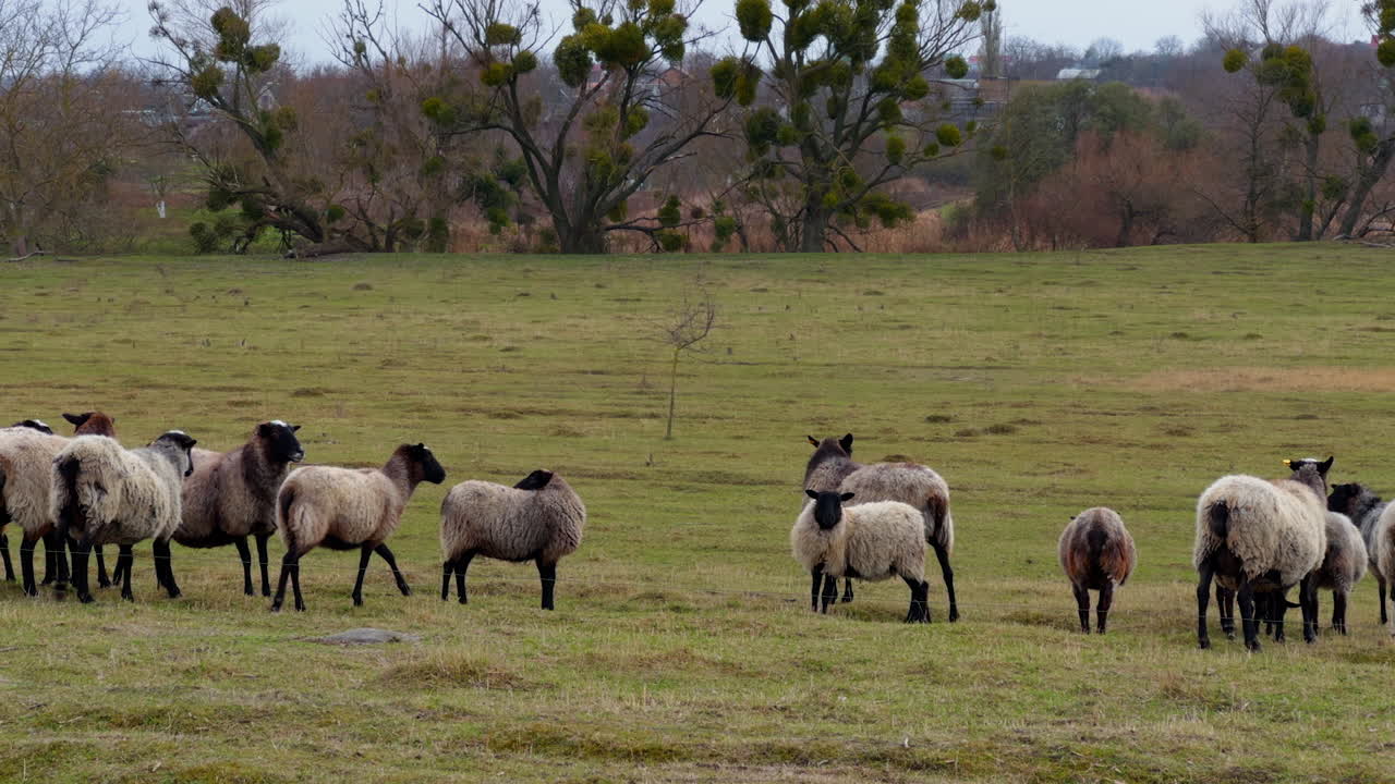 Grey fluffy sheep walk in the field grazing. Pasturing the small cattle in the countryside.
