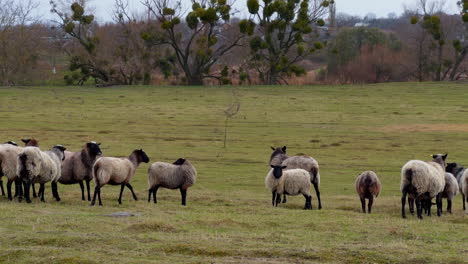 Grey fluffy sheep walk in the field grazing. Pasturing the small cattle in the countryside.