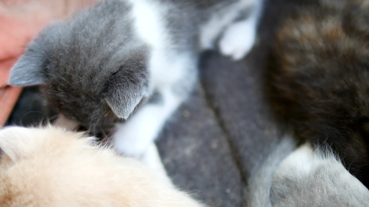 Simpatico gattino tigrato in una scatola