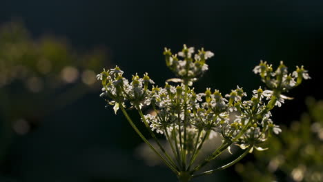 primer plano de una flor silvestre a la luz del sol