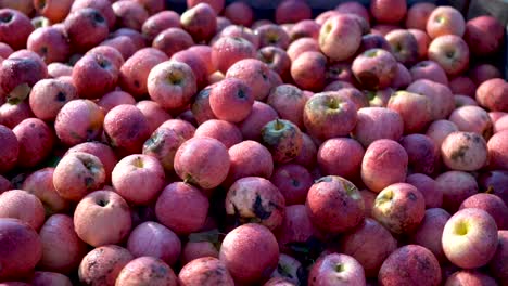 Pile of Freshly Picked Apples