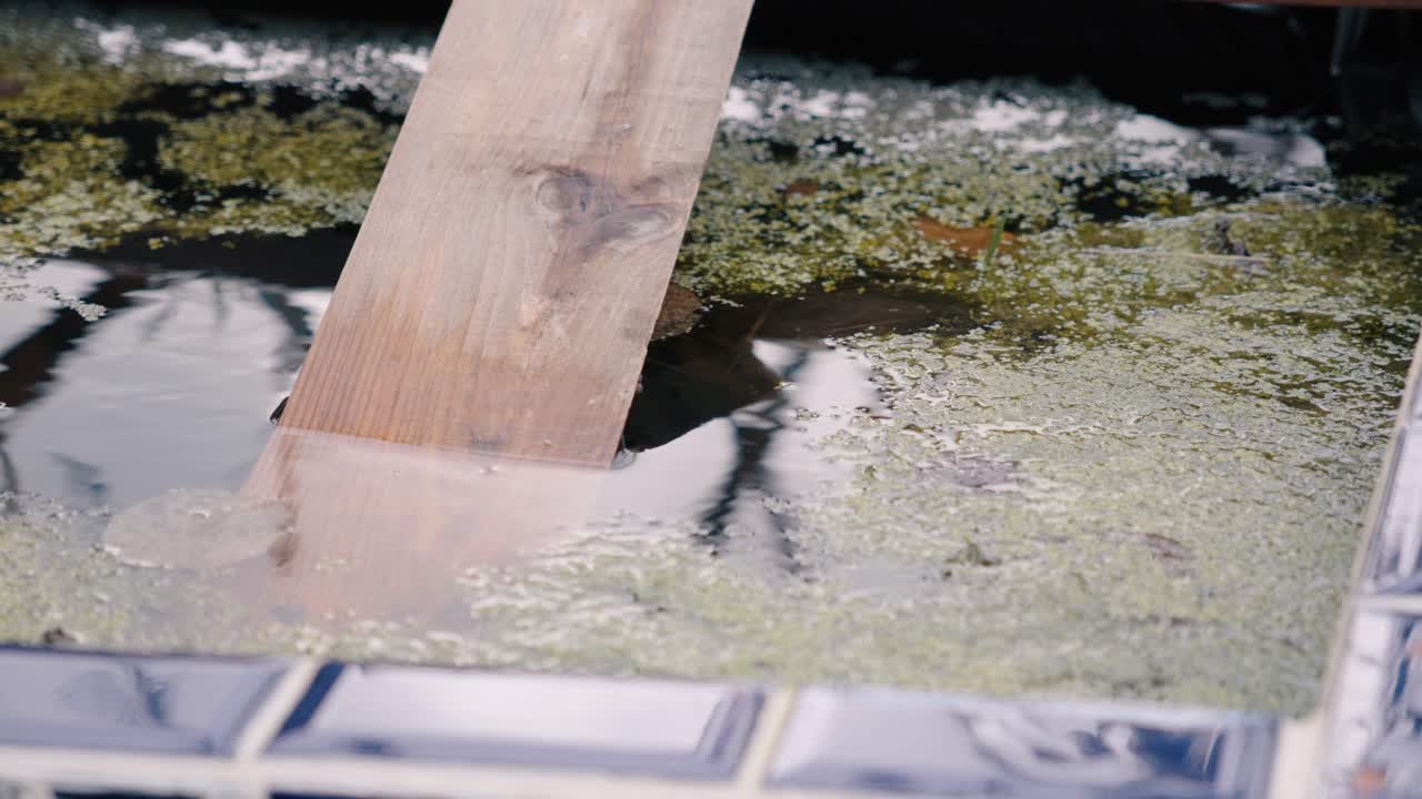 Pond scene with wooden plank, representing care for animals and tranquility.