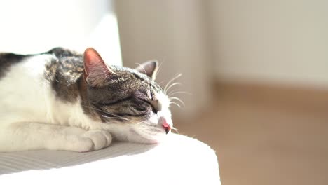 cat sleeping indoor at home sitting in the couch