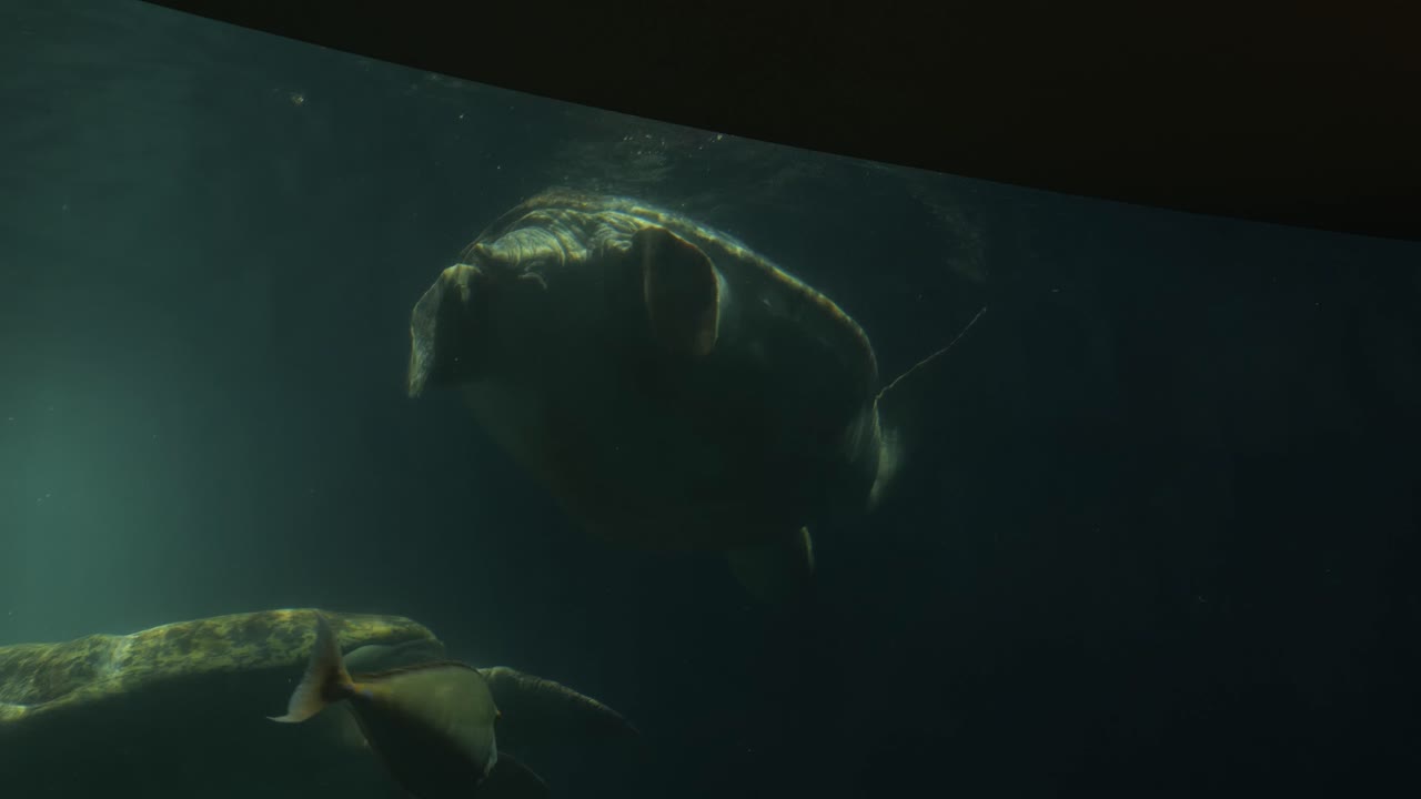 tortugas marinas nadando en el acuario del zoológico